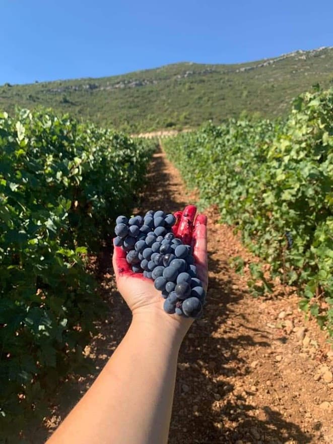 Griechische Weine online kaufen