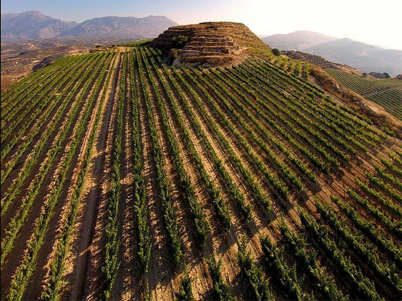 Strahlender Bio-Wein aus Kreta