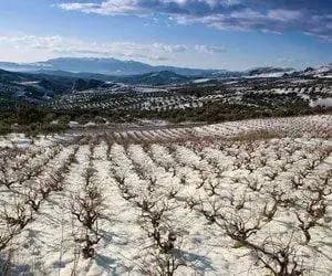 Orthi Petra White - Domaine Zacharioudakis