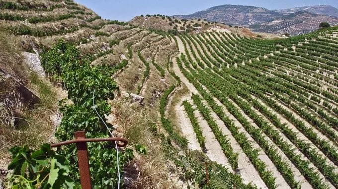 Orthi Petra Reserve - Domaine Zacharioudakis