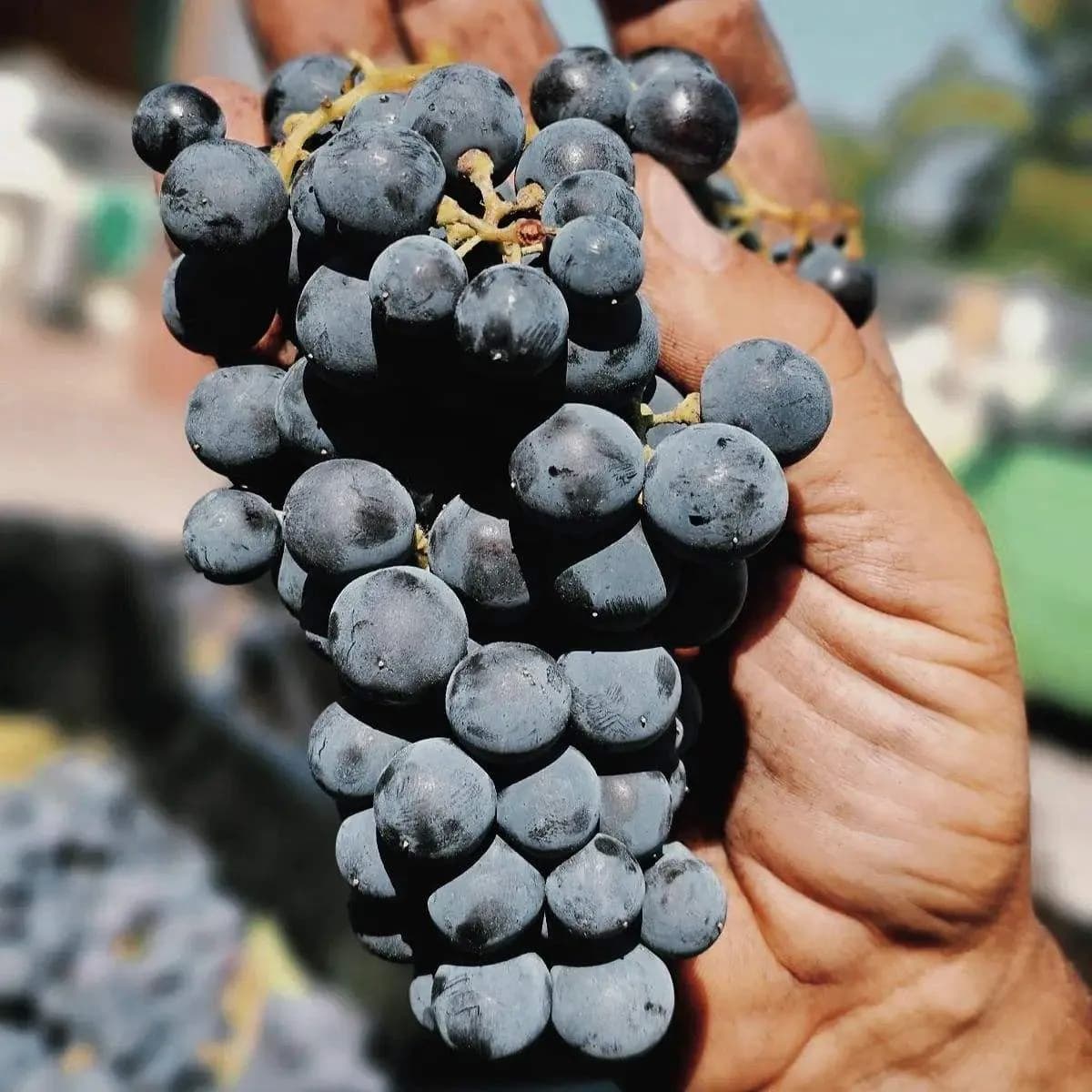 Naoussa Alta - Thymiopoulos Vineards