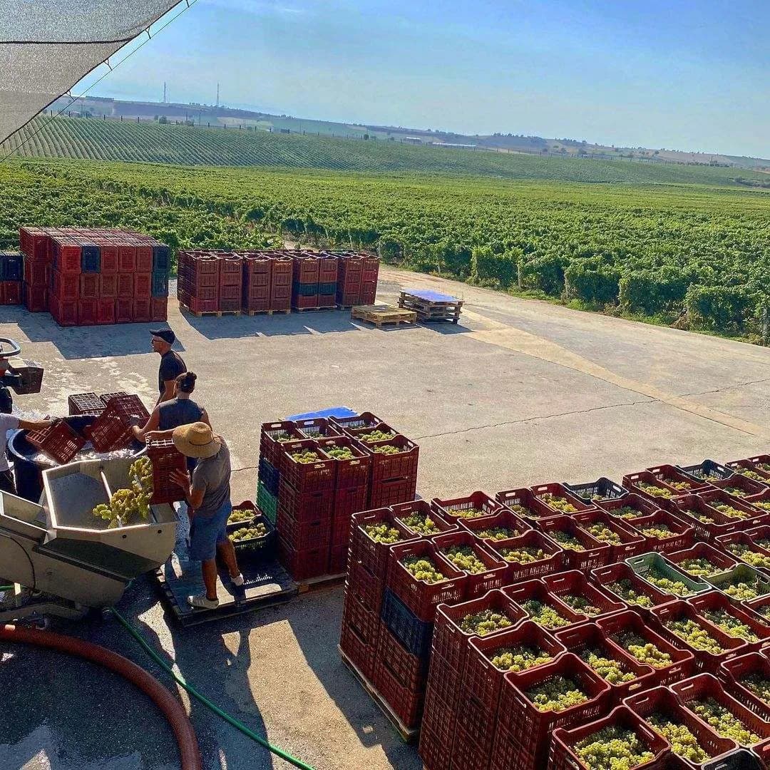 Gerovassiliou Viognier - Domaine Gerovassiliou