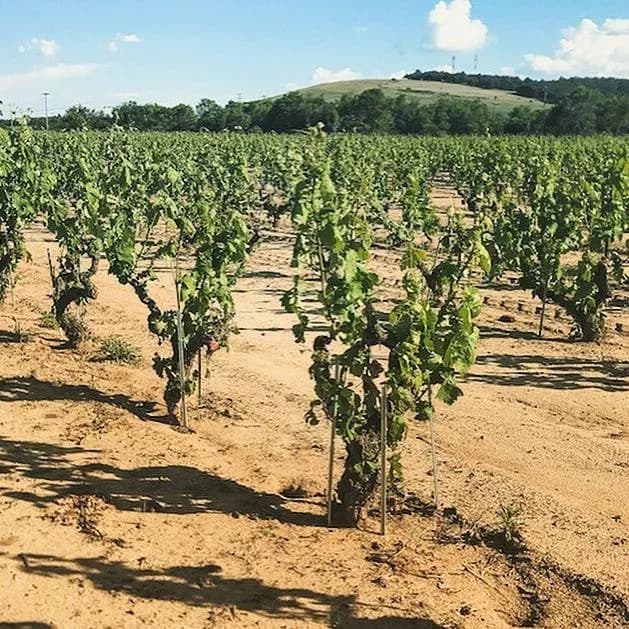 Ecosystem Chardonnay - Alpha Estate