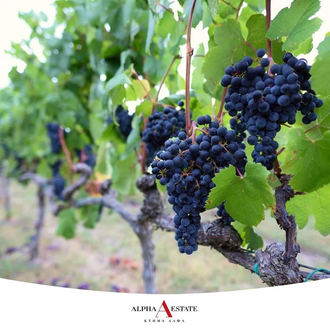 Axia Xinomavro-Syrah - Alpha Estate