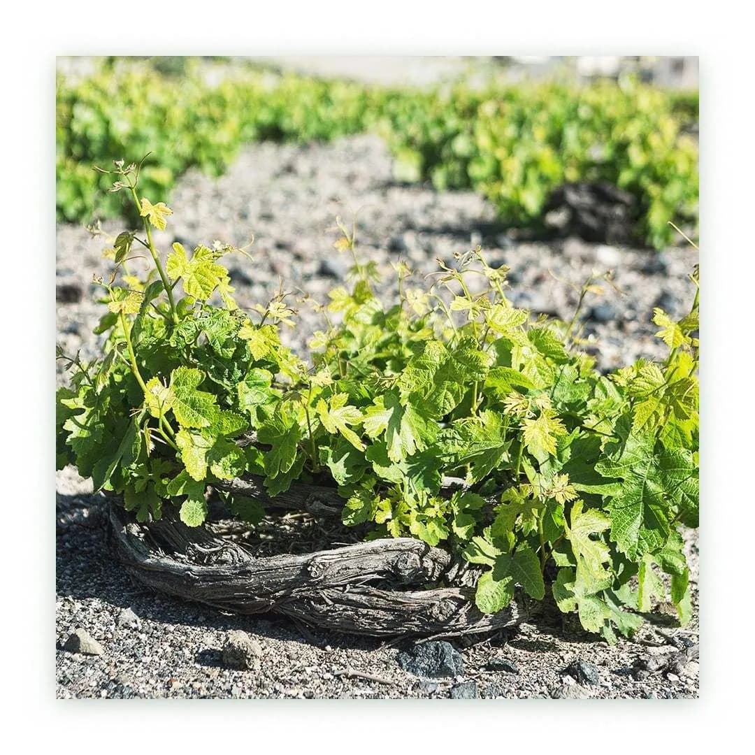 Domaine Sigalas Santorini PDO